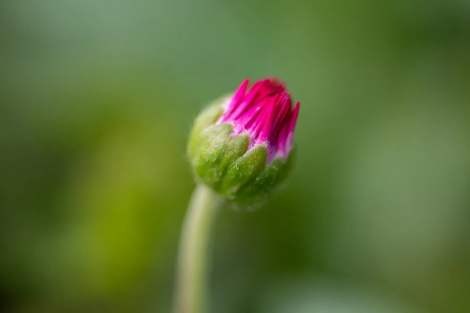 Klaverbloem - symbool voor natuurlijke groei en persoonlijke ontwikkeling