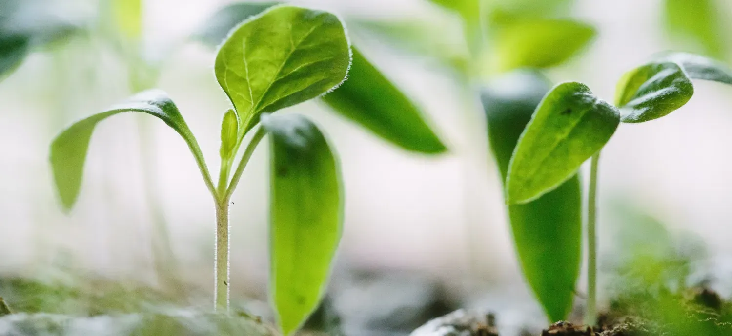 Jonge plant die ontspruit - symbool voor een nieuw begin