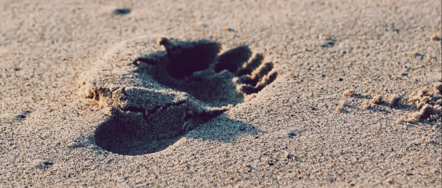 Voetstappen in het zand - symbool voor het therapietraject