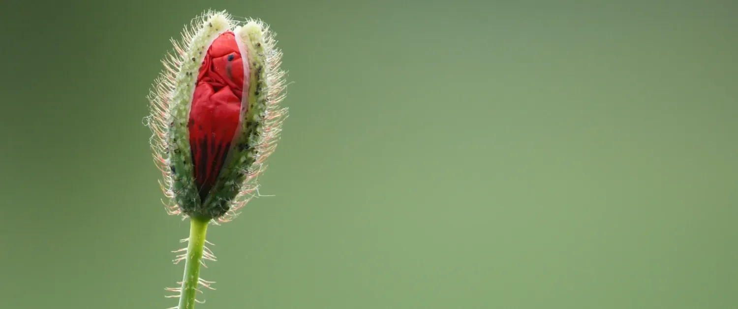 Klaproos in knop - symbool voor groei en potentieel
